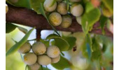 امکان درمان اوتیسم با قدیمی‌ترین گونه گیاهی