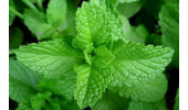 روغن نعناع درمان تهوع بارداری