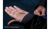 استفاده از بیومواد فلزی به منظور بهبود، درمان، التیام و یا جایگزینی بافت موجودات زنده