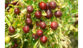 فصلی نو برای عناب