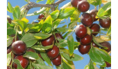 از سیر تا پیاز خواص عناب