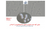 معرفی گونه‌ی جدیدی از مخمرهای محصولات لبنی
