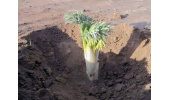 کما؛ گیاهی برای درمان هیستری و تسکین درد کمر