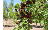 خلق ثروت از عناب در شرایط تحریم/ثبت اختراع ۱۱ محصول فرآوری شده از عناب
