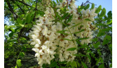 کمک به بهبود کم خونی با مصرف اقاقیا