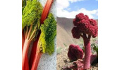 ریواس سوغاتی فصل بهار برای کاهش کلسترول و فشار خون