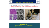 جداسازی و تمایز سلول‌های بنیادی اسپرماتوگونی انسان در بستر سه بعدی