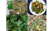رفع تشنگی با مصرف گیاه خرفه در ماه مبارک رمضان