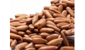 چلغوز گیاهی موثر در تقویت سیستم ایمنی بدن