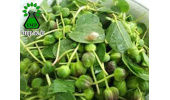 گیاه کَبَر؛ بهبود عملکرد کبد/ حاوی ریـز مغـذی وآنتـی اکسیدان
