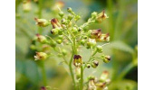 کاهش فشار خون با گل میمونی سازویی