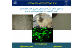 توسعه کلکسیون رده سلولی فیبروبلاستی بز مرخز