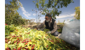 فرآوری محصولات کشاورزی در خراسان جنوبی از ایده یابی تا بازاریابی
