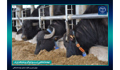 اصلاح نژاد گاومیش‌های بومی با استفاده از نژادهای ممتاز ایتالیایی