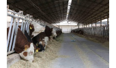 صادرات جنین گاوهای برتر ایرانی به آفریقا و آسیای میانه آغاز شد