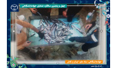 دستیابی به دانش فنی تولید «بچه ماهی مقاوم» با واکسیناسیون و کاهش مصرف آنتیبیوتیک دستاورد محققان جهاددانشگاهی تهران