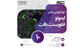 برگزاری دوره تخصصی ایمونوفلورسنت بافت در پژوهشگاه رویان جهاددانشگاهی